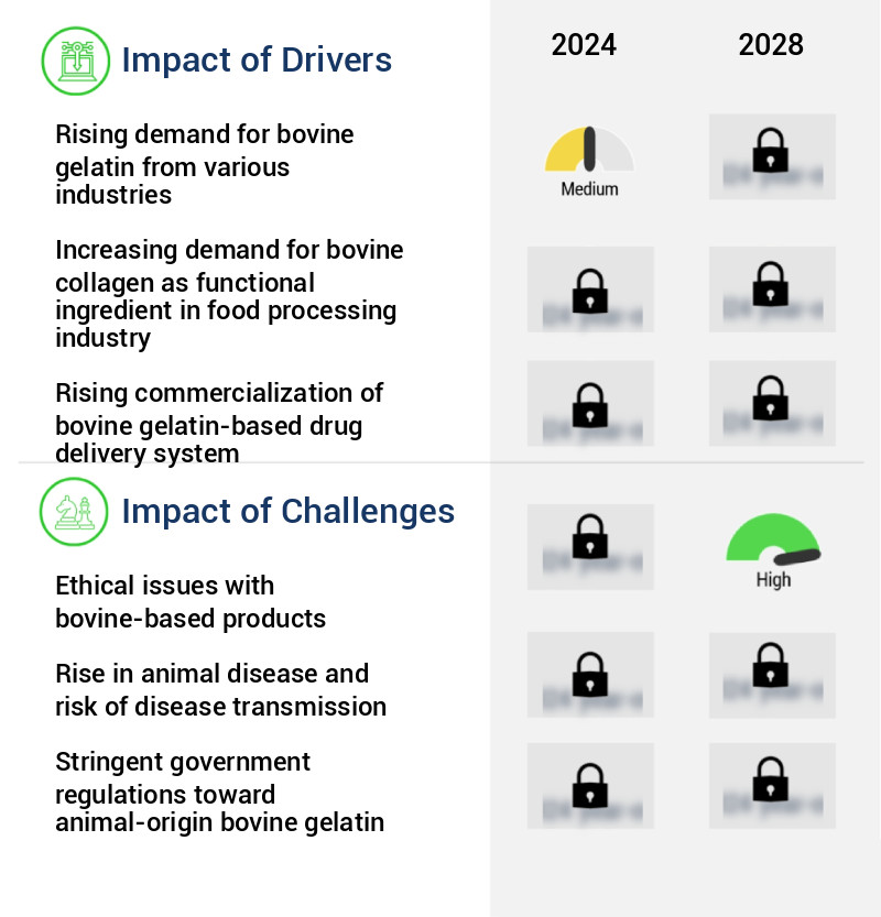 Bovine Gelatin Market Size