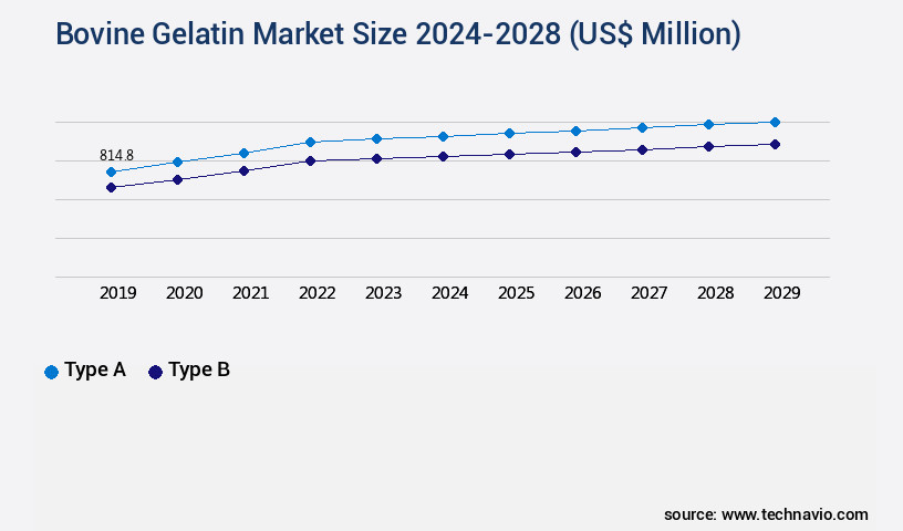 Bovine Gelatin Market Size