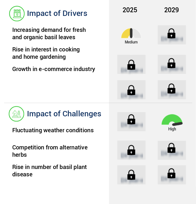 Basil Leaves Market Size